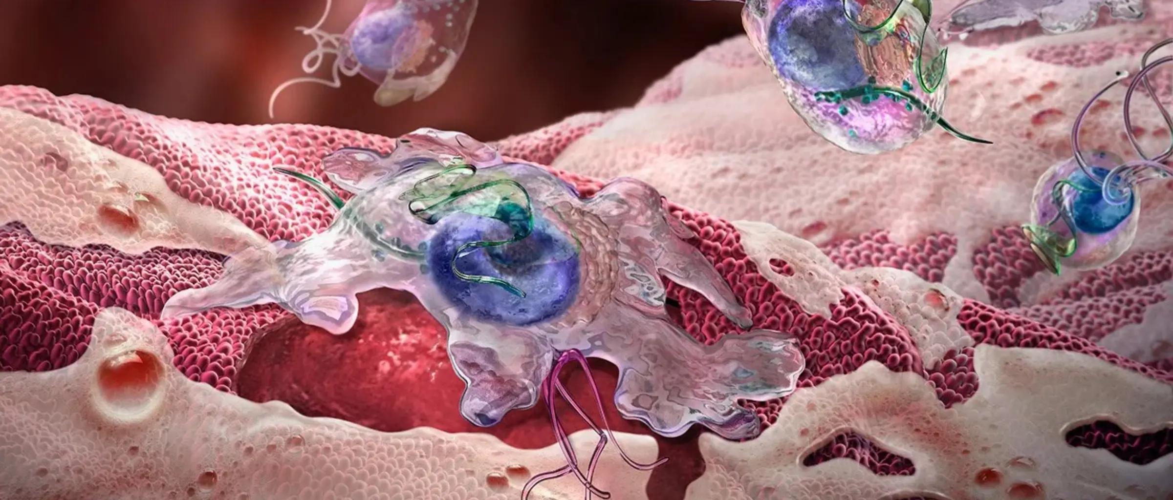 TransmissionTrichomoniasis